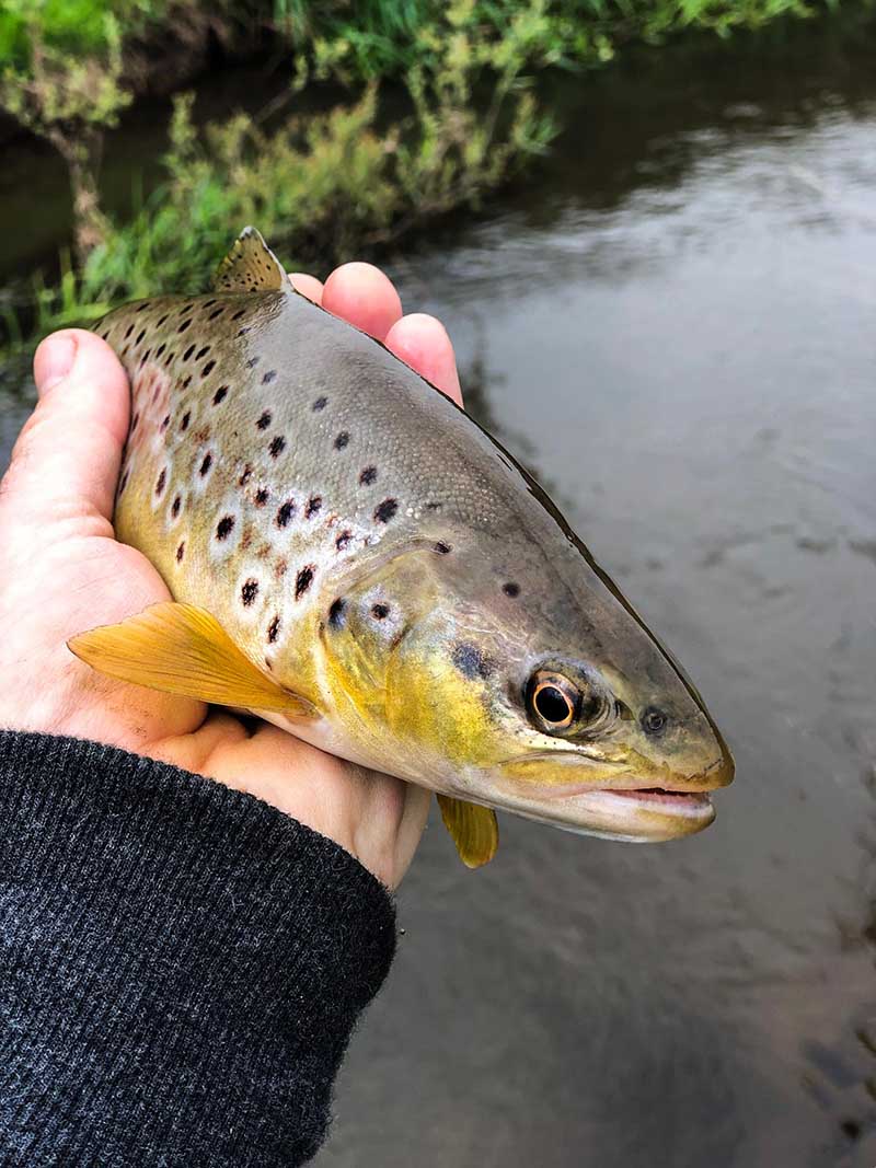 Wild River Trout Fishing new